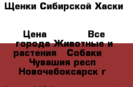 Щенки Сибирской Хаски › Цена ­ 20 000 - Все города Животные и растения » Собаки   . Чувашия респ.,Новочебоксарск г.